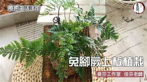 兔腳蕨 分株|雲慢手作｜兔腳蕨上板植栽。苔球木板蕨類植物種植。疫情期間綠 